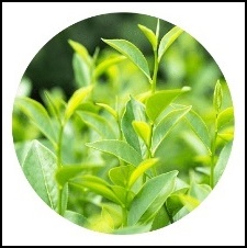 緑茶ポリフェノール