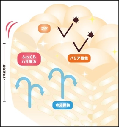 基礎力を高めて健やかな肌へ